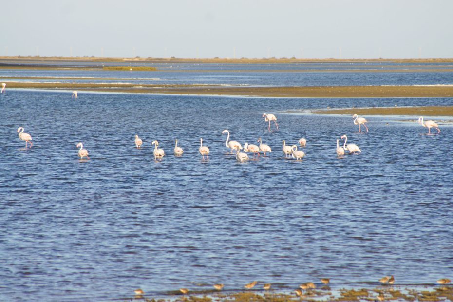 Circuit touristique en Camargue